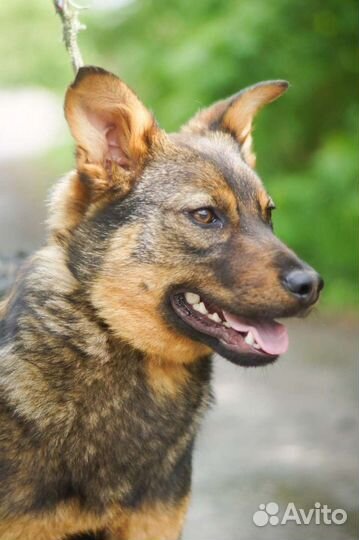 Небольшая собачка