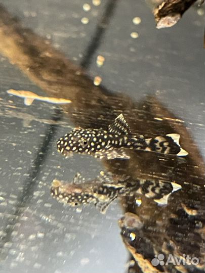 Сомики анциструсы