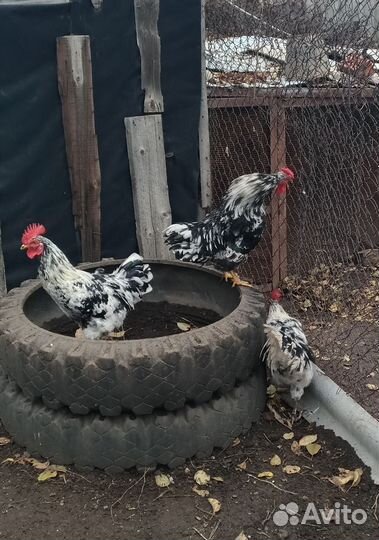 Молодые петушки