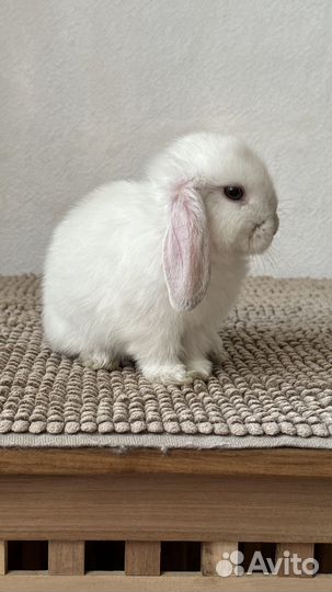 Декоративный карликовый кролик (10 крольчат)