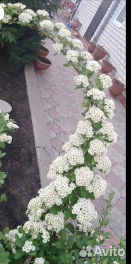 Кустарники, цветы