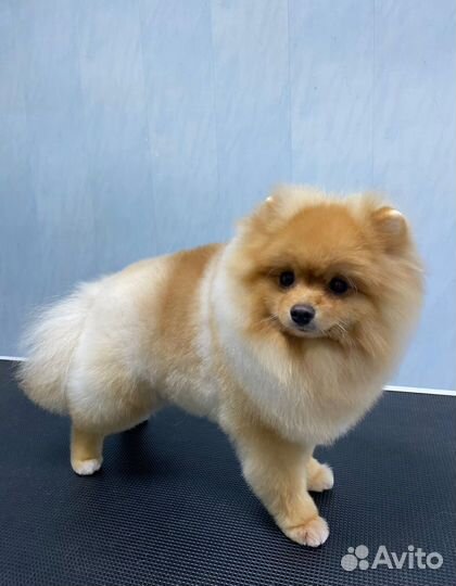 Немецкий шпиц вязка