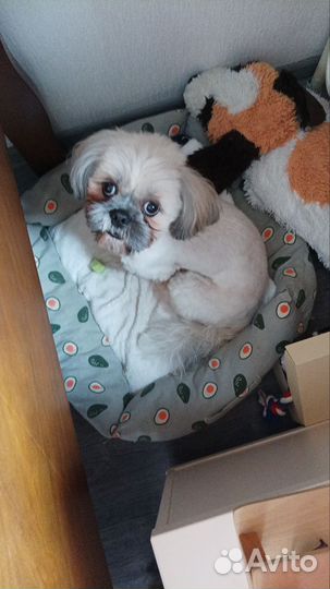 Кобель ши-тцу вязка