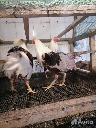 Йокогама семья