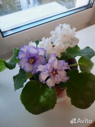 Сортовые фиалки