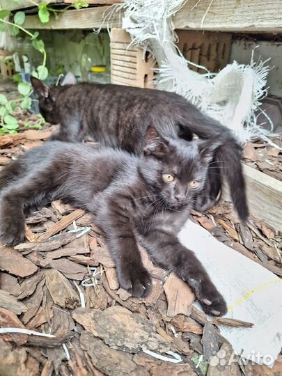 Котята
