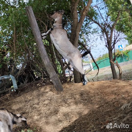 Нубийские козы