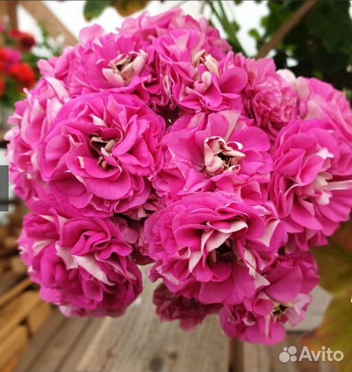 Пеларгония сортовая коллекционная