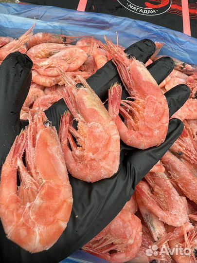 Креветка магаданская 70+