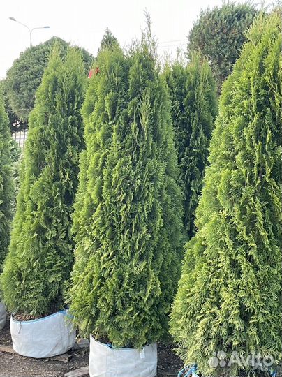 Туя смарагд 1,8-2м