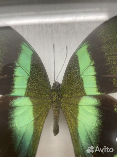 Экзотика. Бабочка.Papilio blumei