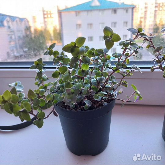 Каллизия