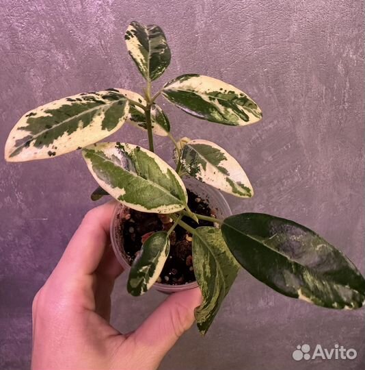 Фикус рубигиноза