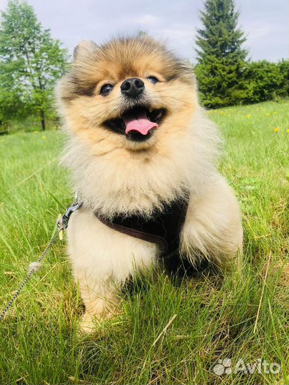 Вязка шпиц - мальчик