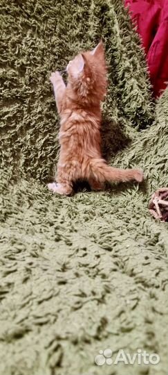 Котята мейн-кун