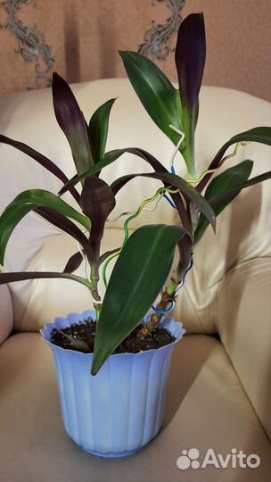 Продам цветы комнатные