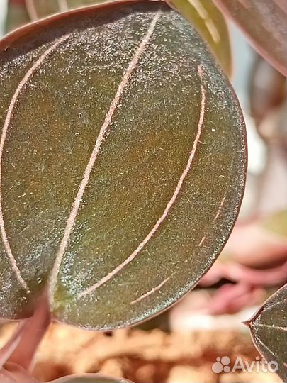 Драгоценная орхидея Лудизия