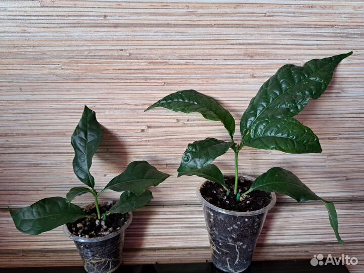 Ротмания, рандия, портландии, табернемонтана