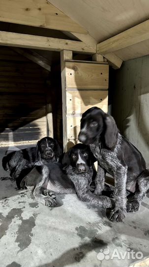 Собаки щенки немецкий Дратхар