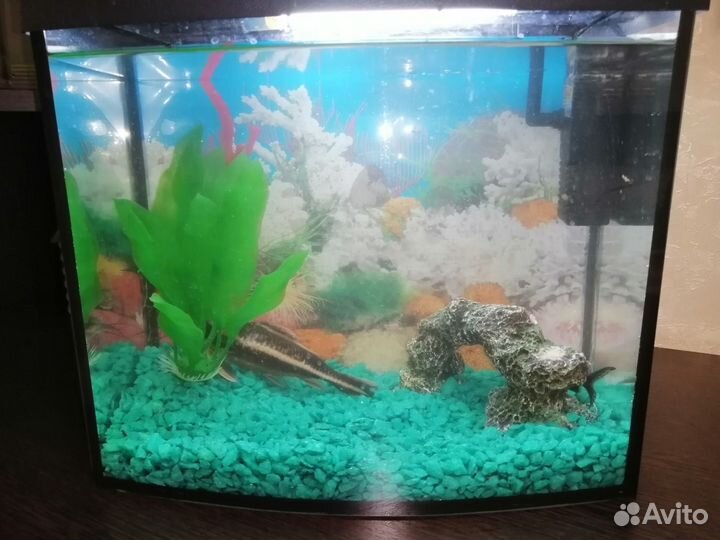 Аквариум
