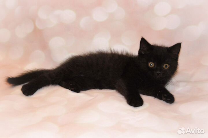 Скоттиш страйт (шотландский прямоухий котенок)