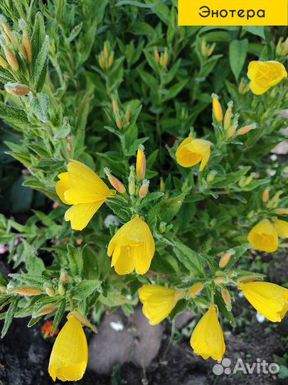 Многолетники садовые