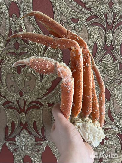 Клешни краба Стригуна свежак