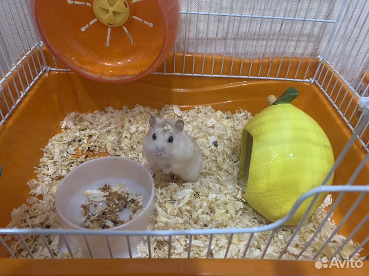 Хомяки джунгарики с клеткой