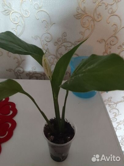 Спатифиллум