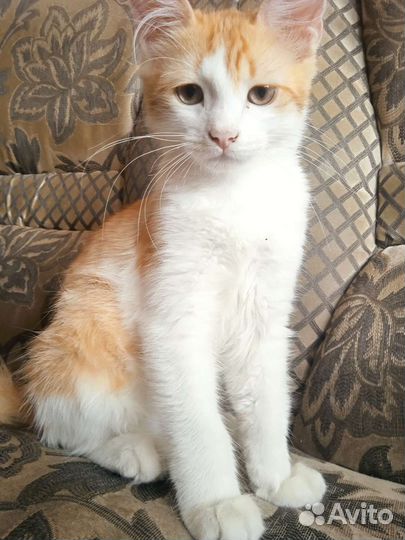 Котëнок в добрые руки