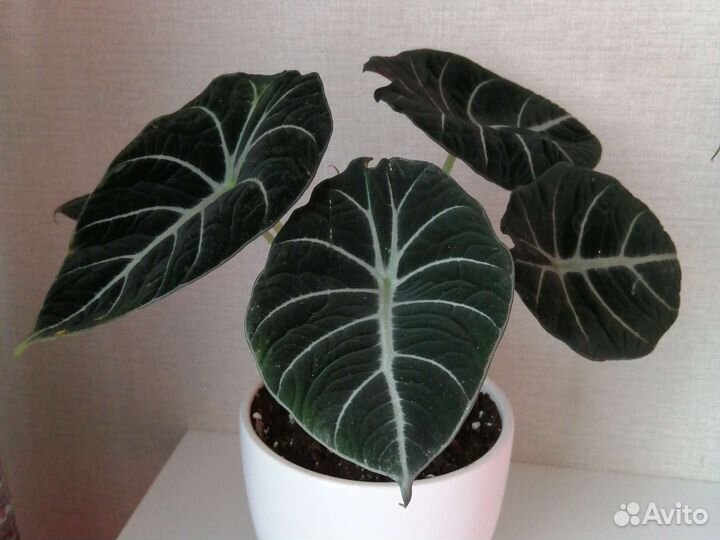 Клубни алоказии Полли, Блэк Вельвет