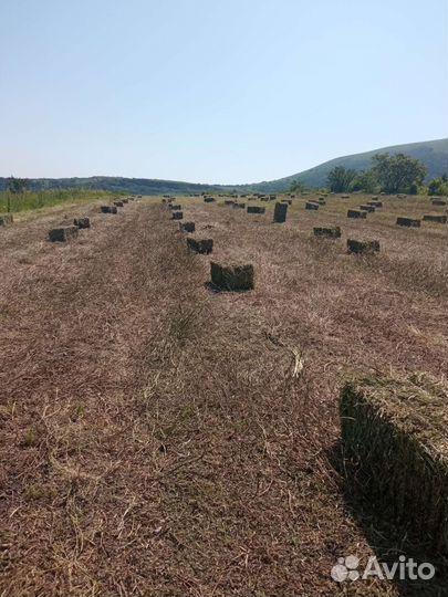 Сено в тюках