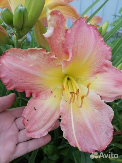 Лилейник сортовой