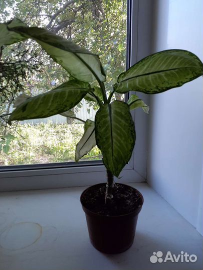 Диффенбахия