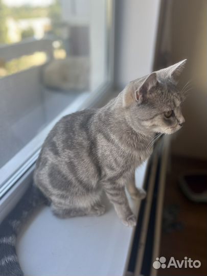 Шотландская кошка