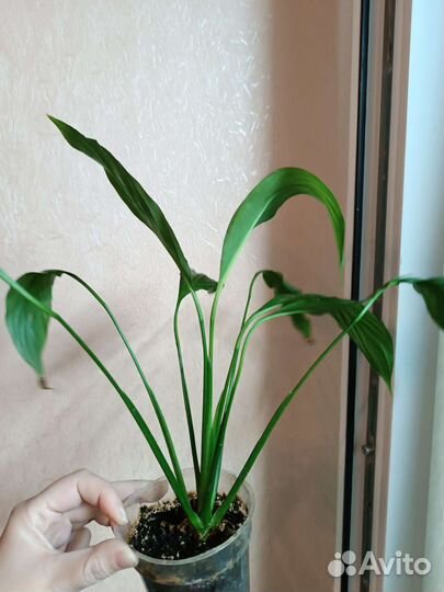 Спатифиллум