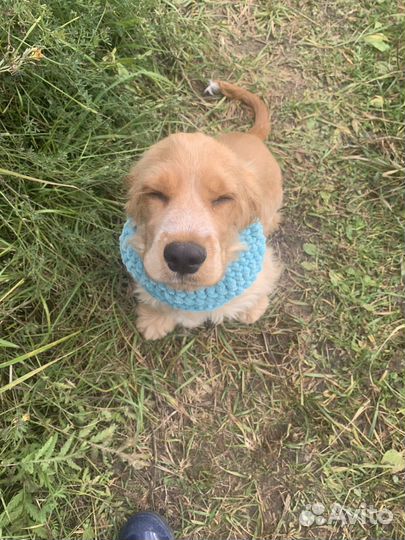 Хомут для собак