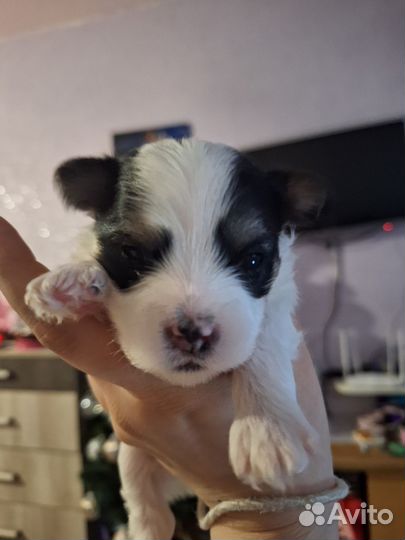 Бивер и биро йорки