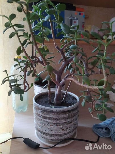 Растение толстянка