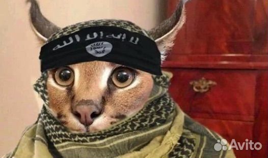 Игра призрак сусимы ps4 диск в идеальном состоянии