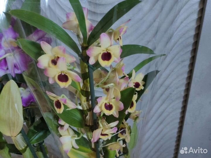Орхидея дендробиум детки