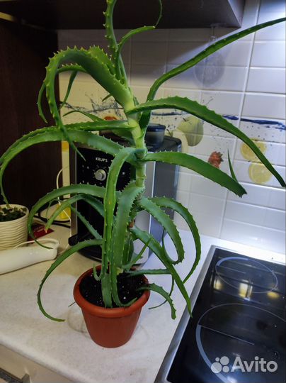 Алоэ, традесканция, коллизия