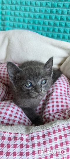 Котенок девочка русская голубая метис в дар