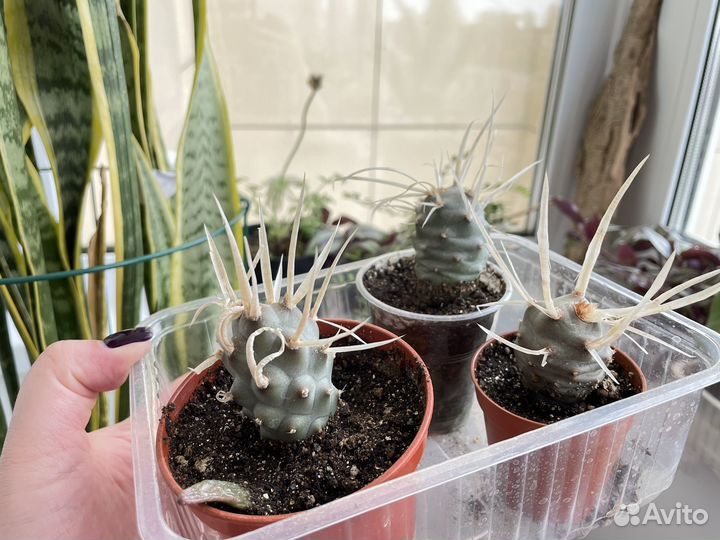 Тефрокактус