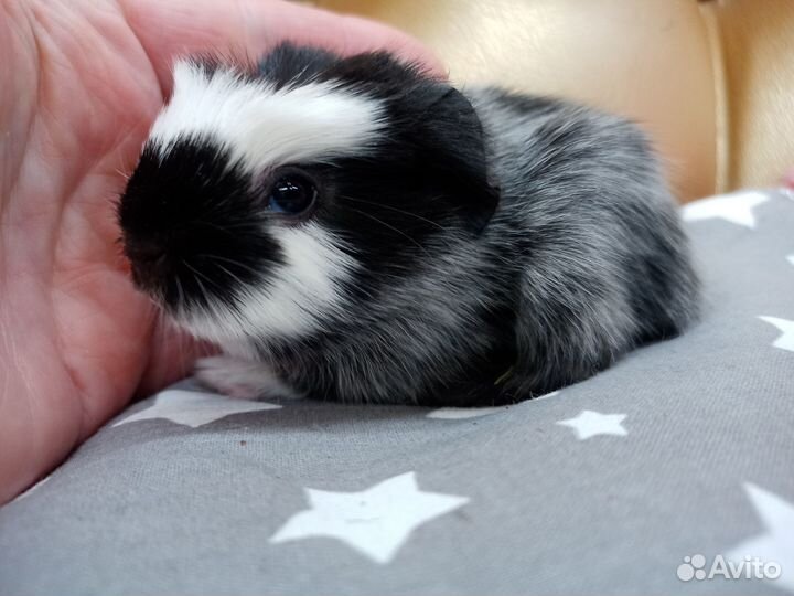 Морская свинка самка болдуин доставка по России