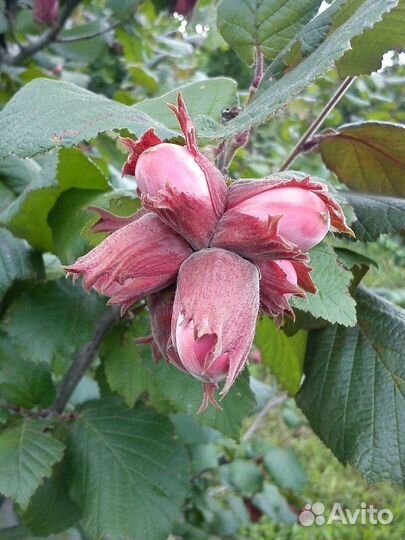 Орех Фундук красный