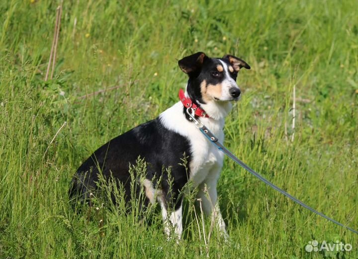 Трехцветный щенок