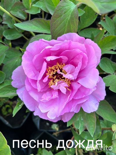 Пионы древовидные