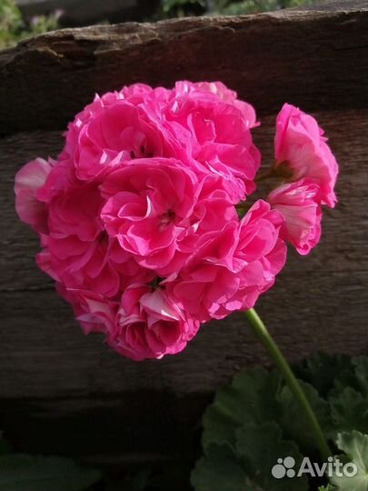 Пеларгония герань