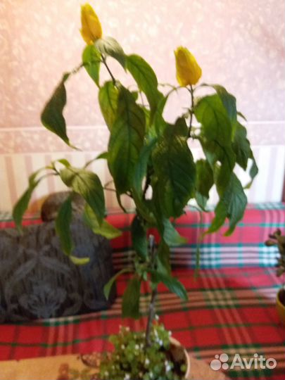 Комнатные растения цветы